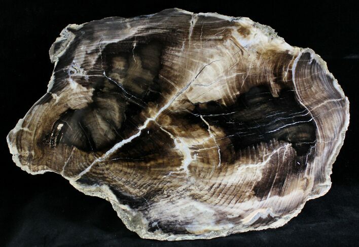 Eagles Nest Petrified Wood (Spruce) Slab #28305